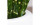 Botanic-Haus Kunstpflanze Zebragras, Grün-Gelb, 80 cm