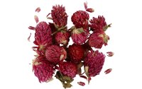 Creativ Company Blüten 15 g, Rotes Kleeblatt