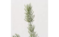 Boltze Weihnachtsbaum Teppo mit Schnee, 42 cm