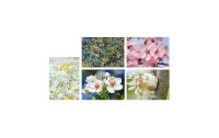 Natur Verlag Motivkarte Blumen 17.5 x 12.2 cm, 5 Stück