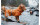 HURTTA Regenmantel Monsoon Coat orange, 60