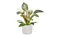 scheurich Blumentopf Perla 21.9 cm, Weiss