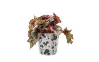 Jardinopia Blumentopf Eco Pots Micky, Grau, 3er Set