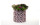 Jardinopia Pflanzsack Eco Pots Micky, Pink, 23 l