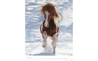 Heye Postkartenkalender Pferde Classics 2024