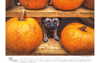 Literatur diverse Kalender Hunde 2024