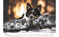 Literatur diverse Kalender Hunde 2024