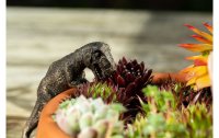 Jardinopia Blumentopf Aufhänger Pot Buddies T-Rex