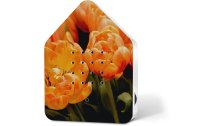 Zwitscherbox Style Blossom Apricot Star