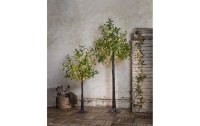Star Trading Dekorationsbaum Olivec, 108 LEDs, 120 cm, Grün