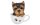Vivid Arts Dekofigur Yorkshire Terrier Welpe in Tasse