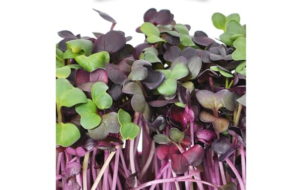 Gusta Garden Samen Microgreens Radies HARRY HERBS