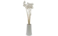 Soli Collection Trockenblumen Lagurus 50-60 cm, Weiss