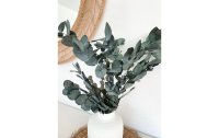 Soli Collection Trockenblumen Eukalyptus 40-55 cm, Grün