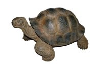Vivid Arts Dekofigur Schildkröte