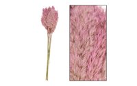 CHALET Trockenblumen Schilfrohrfeder 10 Stück, Pink