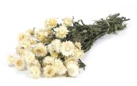 Anjel Trockenblumen in Kartonbox Helichrysum, Weiss