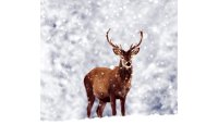 Paper + Design Weihnachtsservietten Winter Deer 33 cm x...