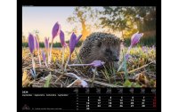 Calendaria Kalender Swiss Animals 2024