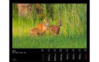 Calendaria Kalender Swiss Animals 2024