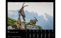 Calendaria Kalender Swiss Animals 2024