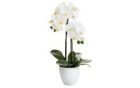 Botanic-Haus Kunstblume Phalenopsis 2 Rispen, 54 cm, mit...