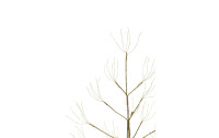 STT Baum Champagne, 750 LEDs, 180 cm