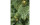 Botanic-Haus Weihnachtsbaum De Luxe 200 LEDs Easy Shape, 120 cm