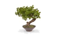 Botanic-Haus Kunstpflanze Bonsai Pinus mit Schale