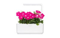 Click and Grow Saatgut Pinke Petunie 3er-Pack