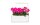 Click and Grow Saatgut Pinke Petunie 3er-Pack