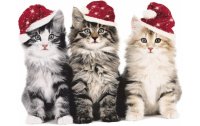 Paper + Design Weihnachtsservietten Xmas Cats 33 cm x 33...
