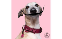 Dog with a mission Halsband Bonnie, L, 4 cm